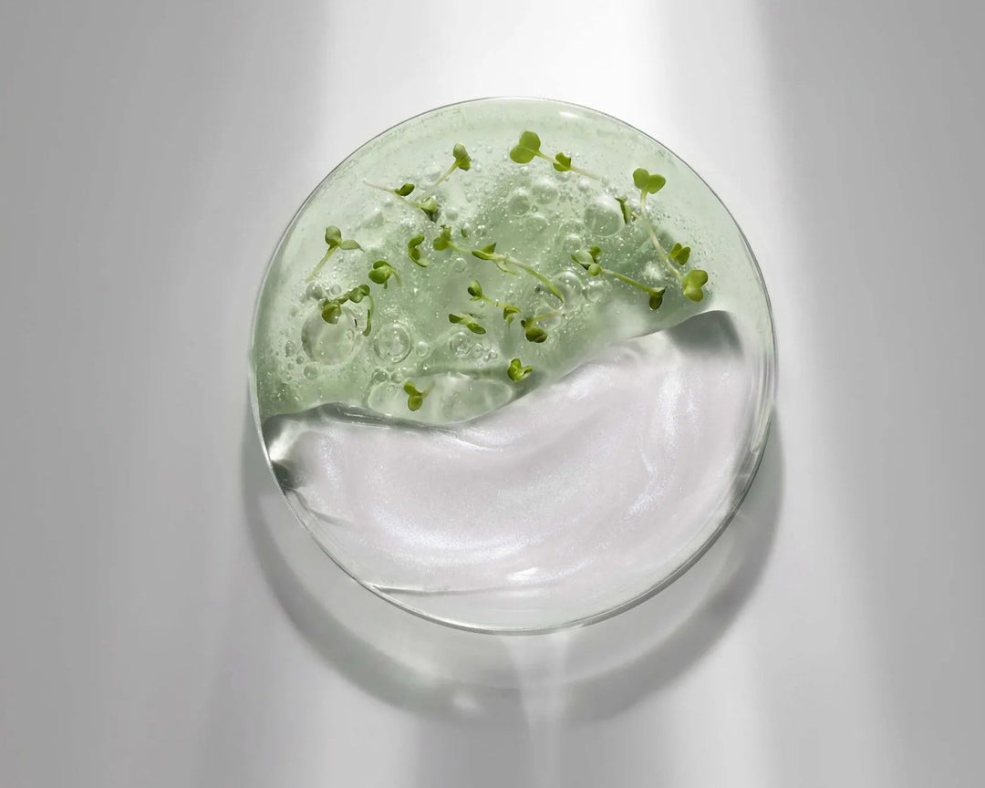 A round clear glass dish containing a light green gel or liquid with small green sprouts, photographed from above on a white background with soft vertical light beams.